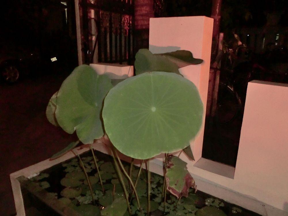 Eocambo Villa Siem Reap Zewnętrze zdjęcie