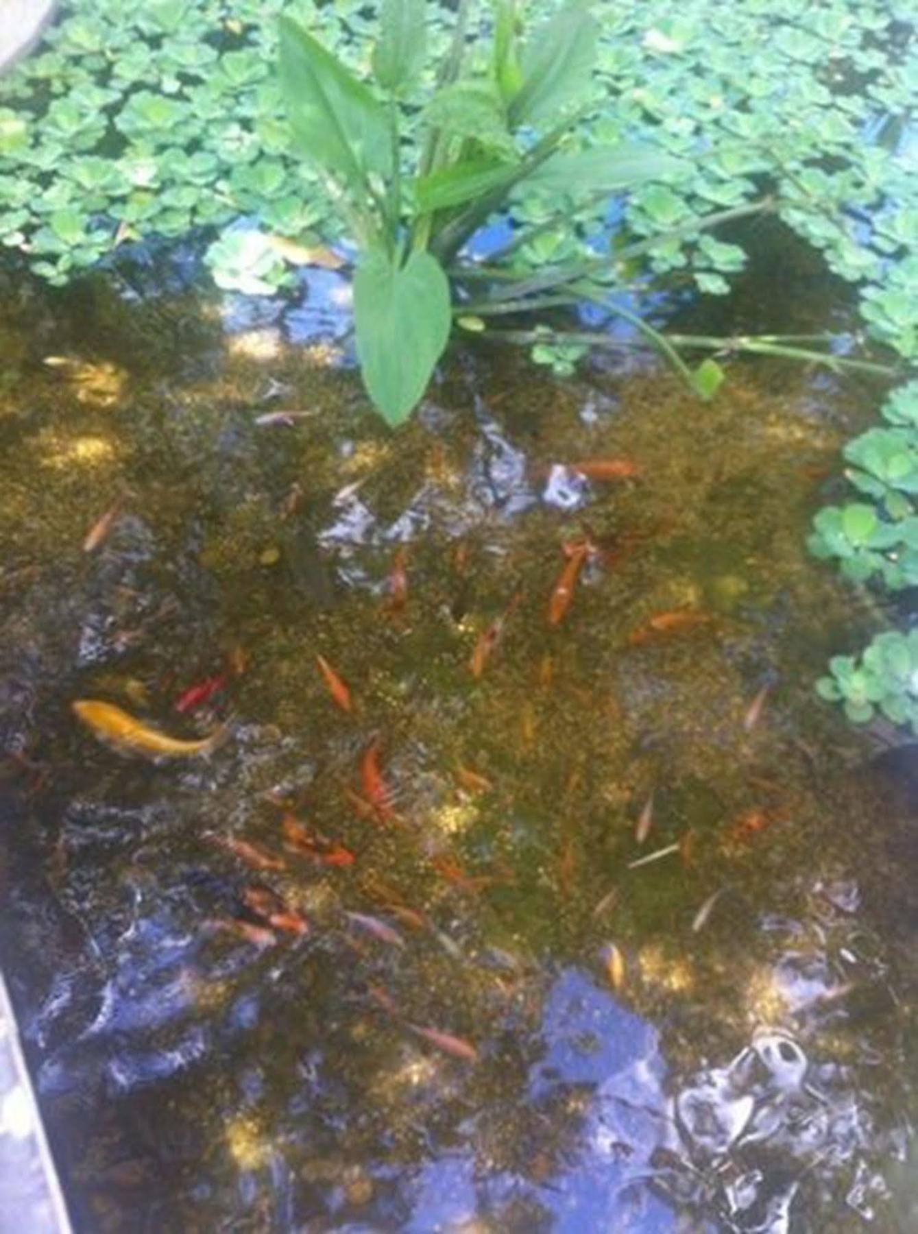 Eocambo Villa Siem Reap Zewnętrze zdjęcie